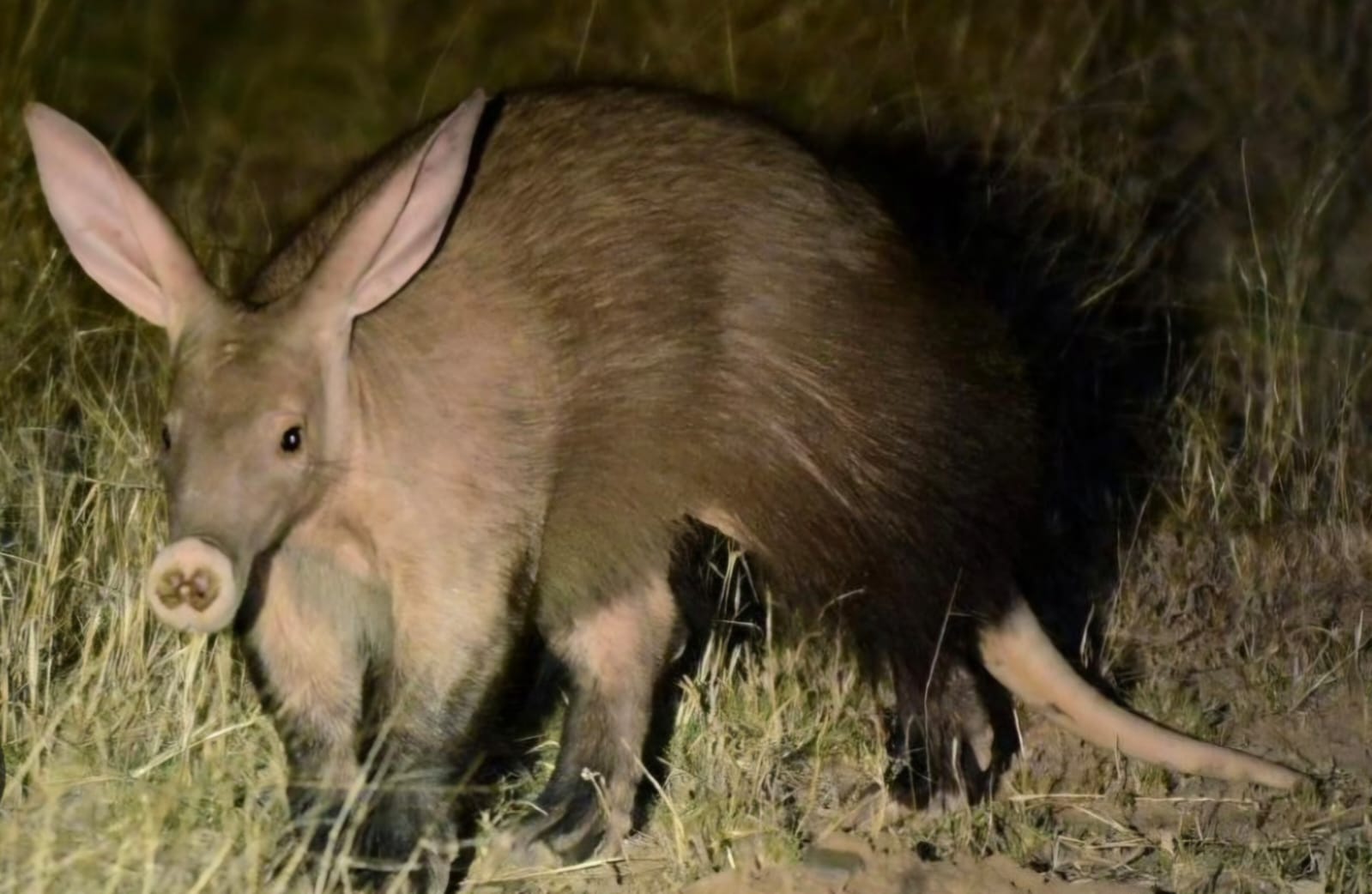 Aardvark sighting