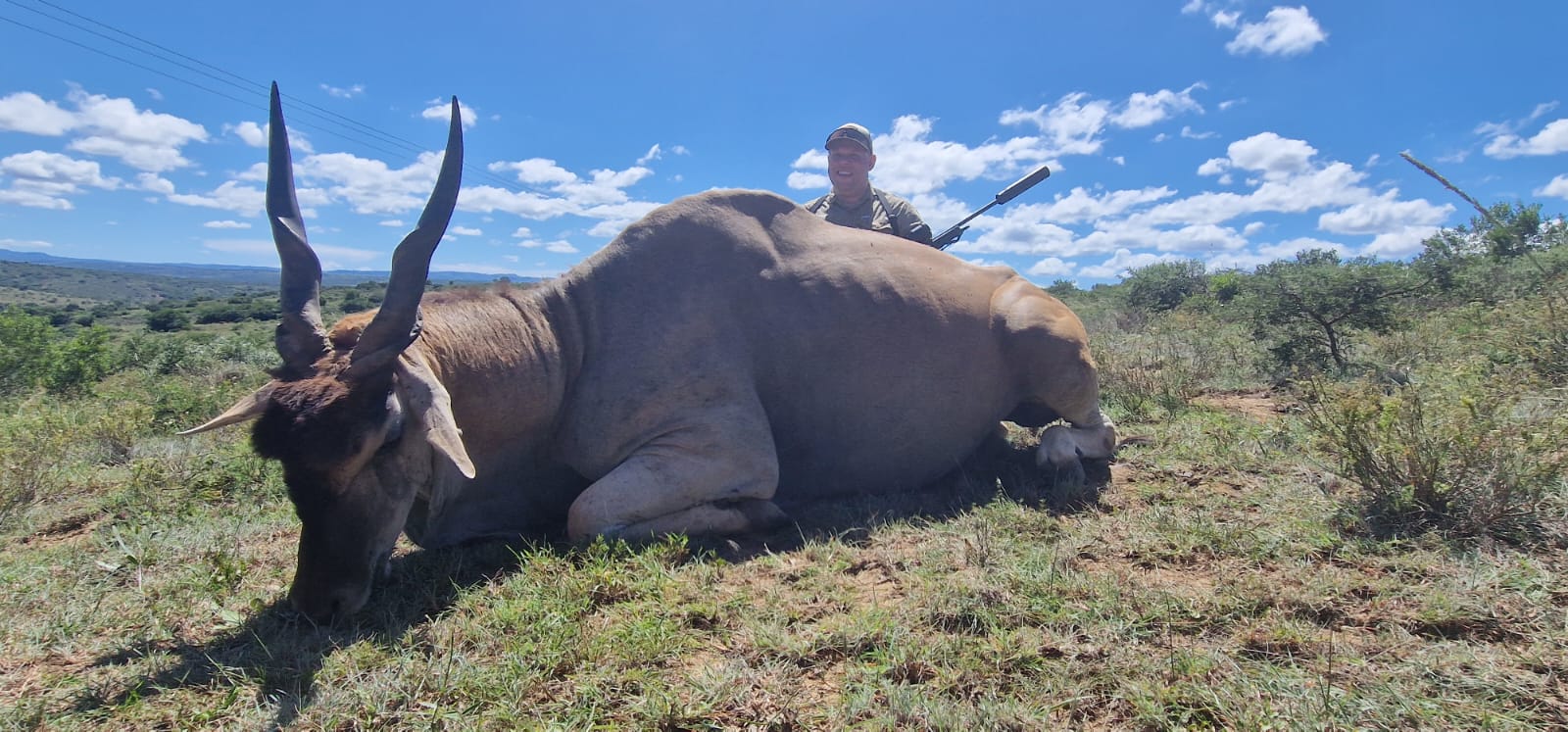 Bush wildlife