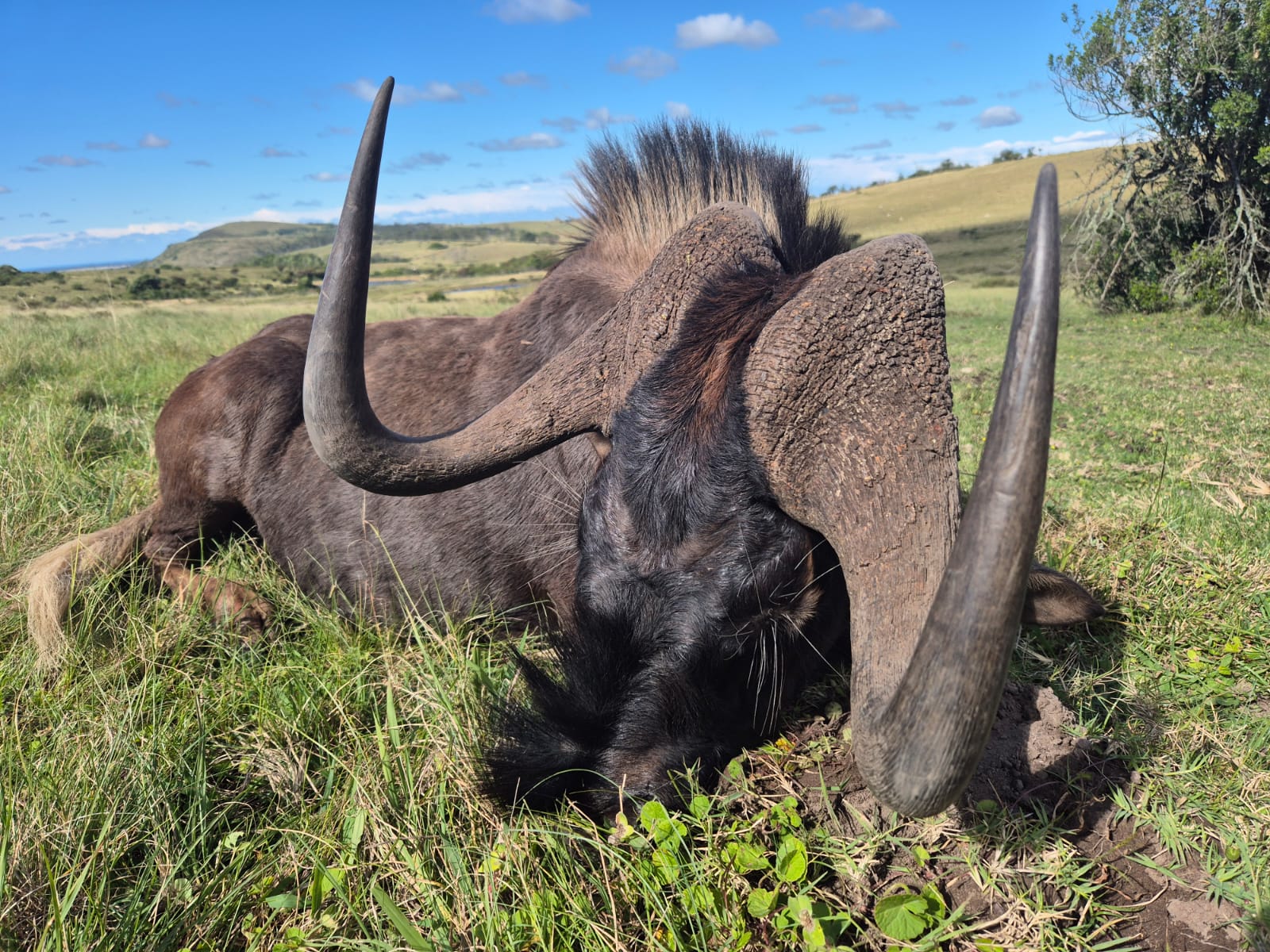 Wildebeest in the bush