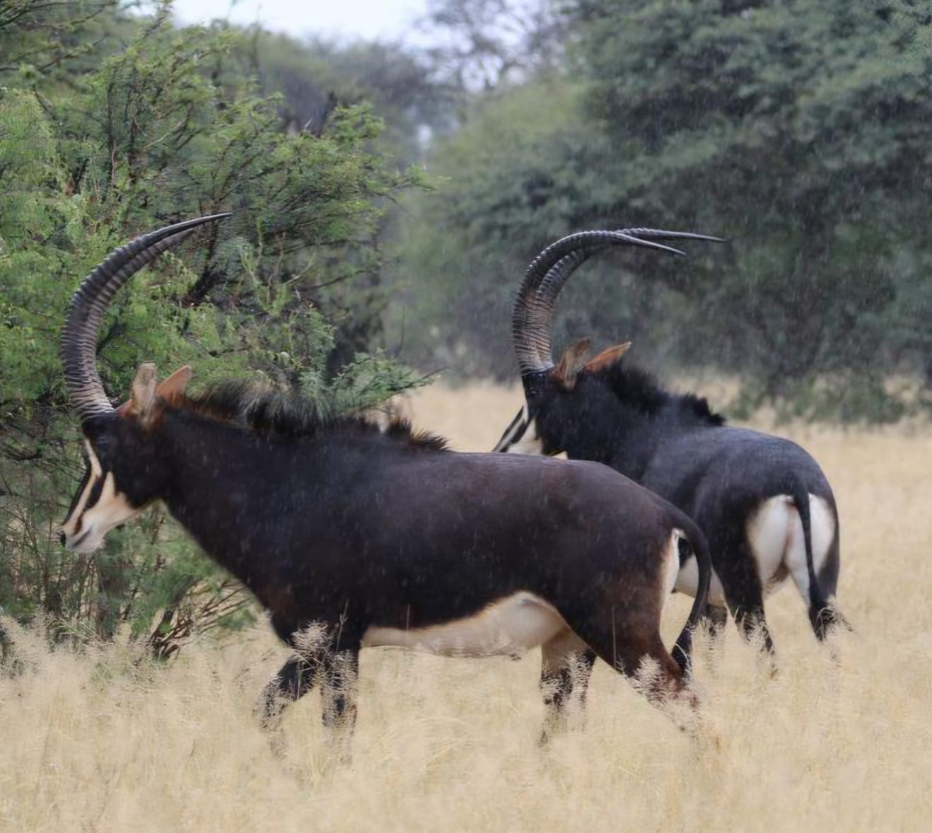 Sable antelope