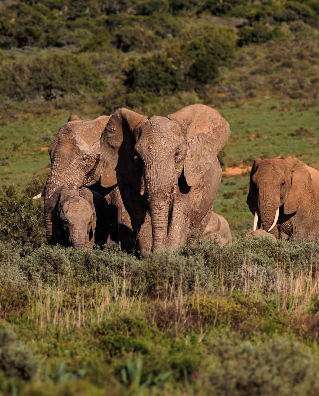 Elephants at Grey's Gift