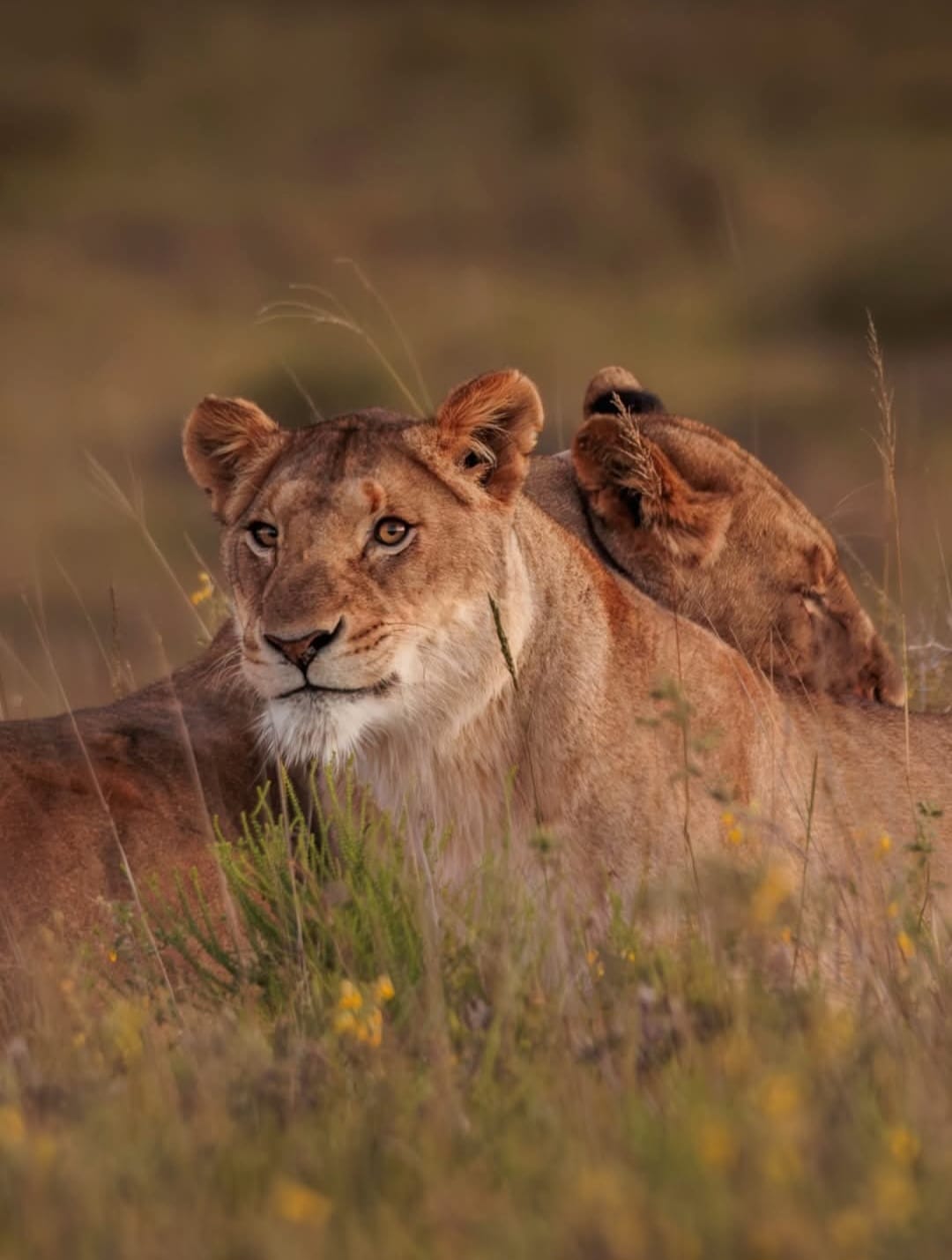 Lions at Grey's Gift Lodge